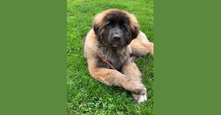 Ryker Mae Aveline von Alpensee, a Leonberger tested with EmbarkVet.com