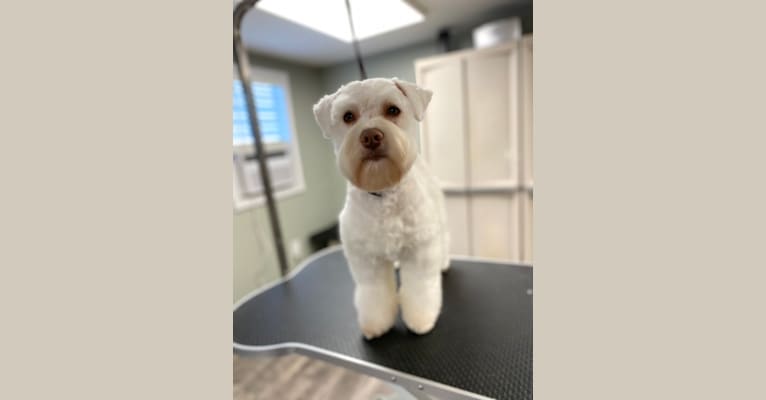 Watson, a Miniature Schnauzer tested with EmbarkVet.com