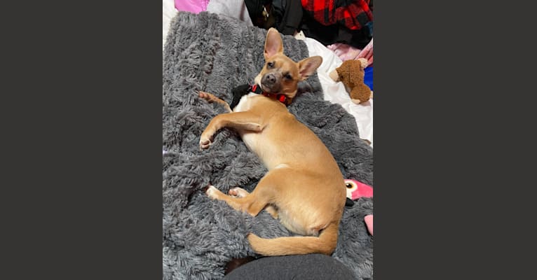 Photo of Kirby, a Chihuahua and Poodle (Small) mix in Millbrae, California, USA