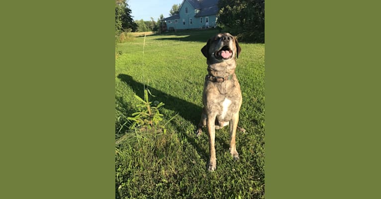 Junior, a Labrador Retriever and American Pit Bull Terrier mix tested with EmbarkVet.com