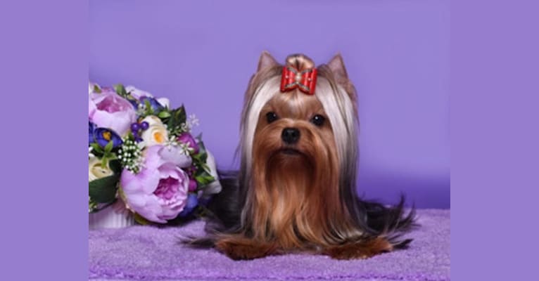 Photo of Sasha, a Yorkshire Terrier  in St Petersburg, Russia