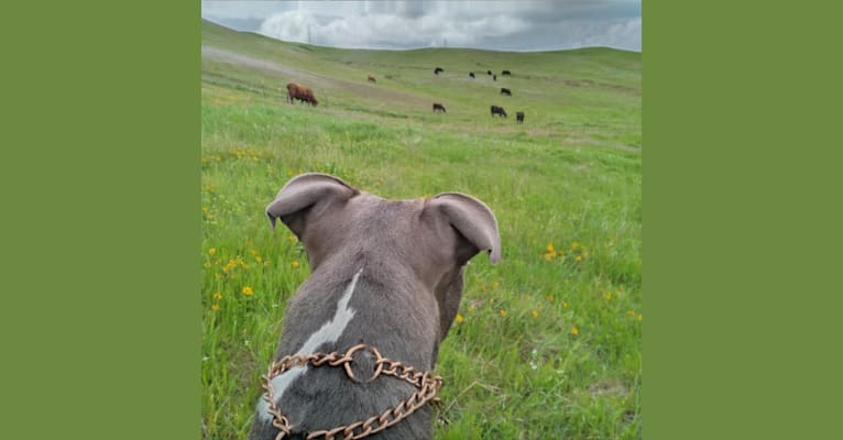 MaSiWei, an American Bully tested with EmbarkVet.com