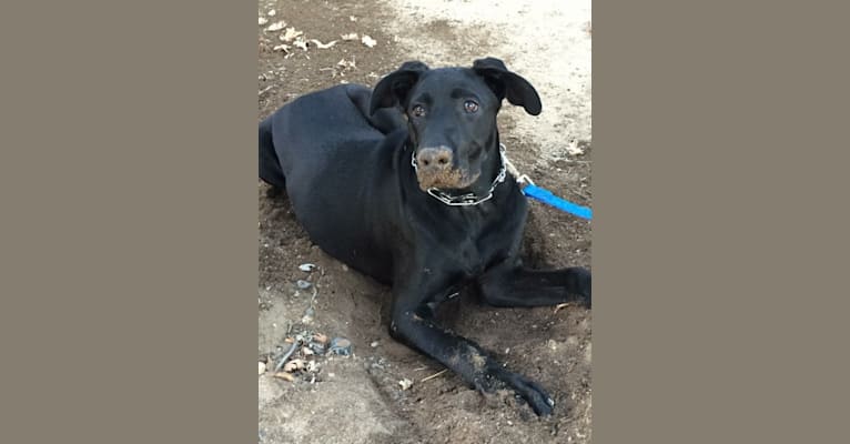 Wiglaf, a German Shepherd Dog and Labrador Retriever mix tested with EmbarkVet.com