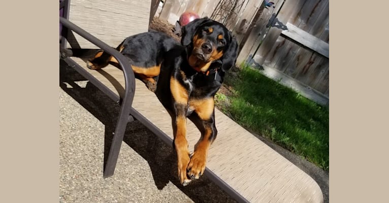 Photo of Rudy, an American English Coonhound, Black and Tan Coonhound, Australian Cattle Dog, and Mixed mix in Oklahoma, USA