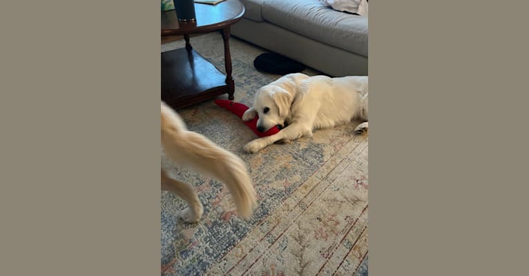 WAHLE GENE DEMENT, a Golden Retriever tested with EmbarkVet.com