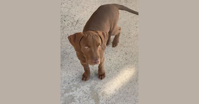 Kingston, a Weimaraner and Labrador Retriever mix tested with EmbarkVet.com