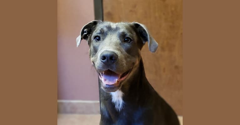 Nero, a Beagle and American Pit Bull Terrier mix tested with EmbarkVet.com