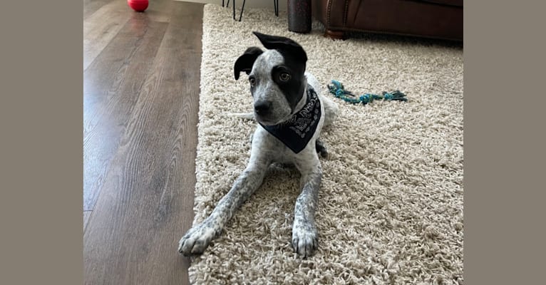 Photo of Jax, an American Pit Bull Terrier, Australian Cattle Dog, Greyhound, Bulldog, and Great Pyrenees mix in Oklahoma, USA