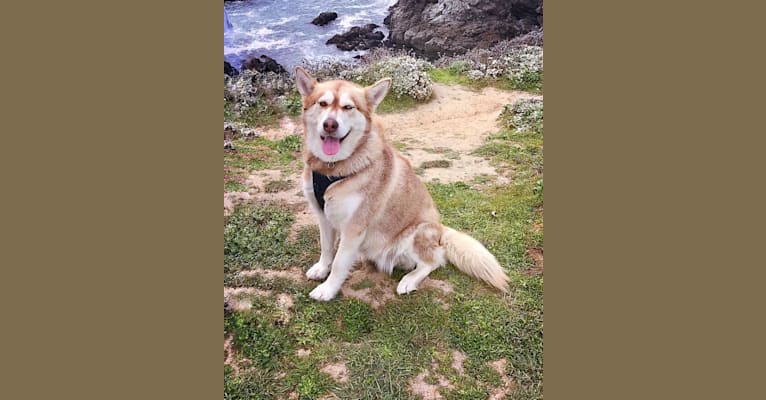 Shasta, an Alaskan Malamute and Siberian Husky mix tested with EmbarkVet.com