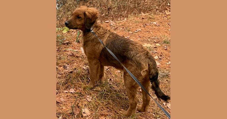 Photo of Milkyway Grizzly Adams, a Poodle (Standard), Australian Cattle Dog, and Labrador Retriever mix in Tennessee, USA