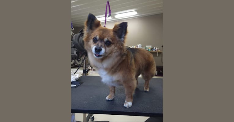 Mr. Gizmo, a Pomeranian and Chihuahua mix tested with EmbarkVet.com