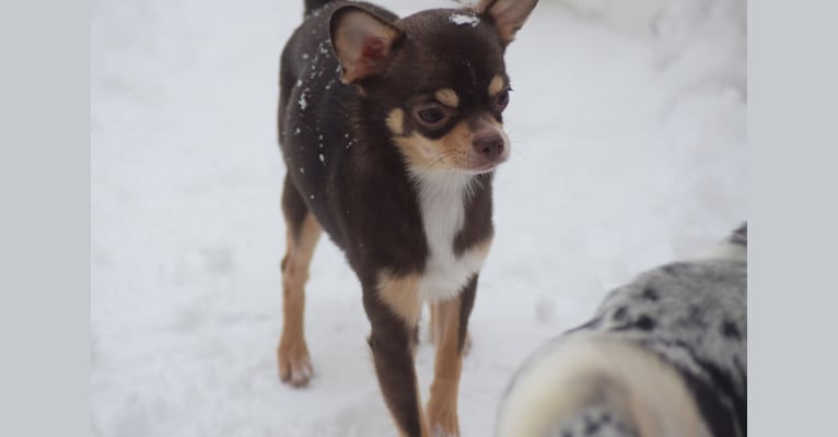 Hazel, a Chihuahua tested with EmbarkVet.com