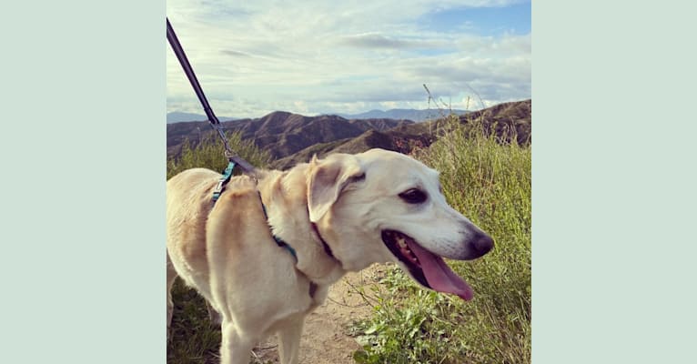 June, a Labrador Retriever tested with EmbarkVet.com