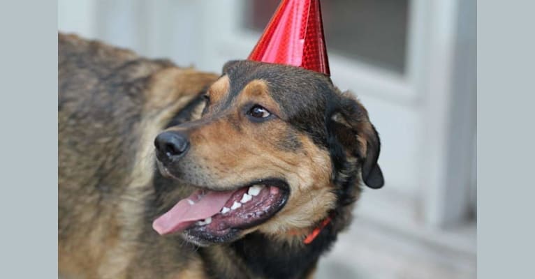 Cooper, a Great Pyrenees and Rottweiler mix tested with EmbarkVet.com