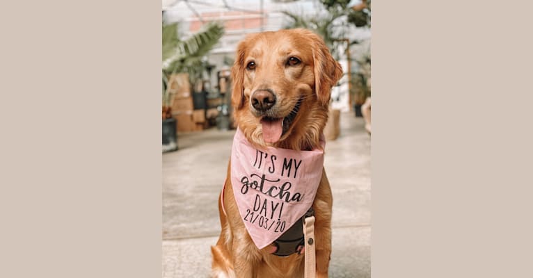 Marley, a Golden Retriever tested with EmbarkVet.com