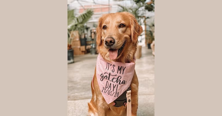 Marley, a Golden Retriever tested with EmbarkVet.com