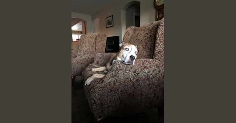 Mandy, a Staffordshire Terrier and Siberian Husky mix tested with EmbarkVet.com