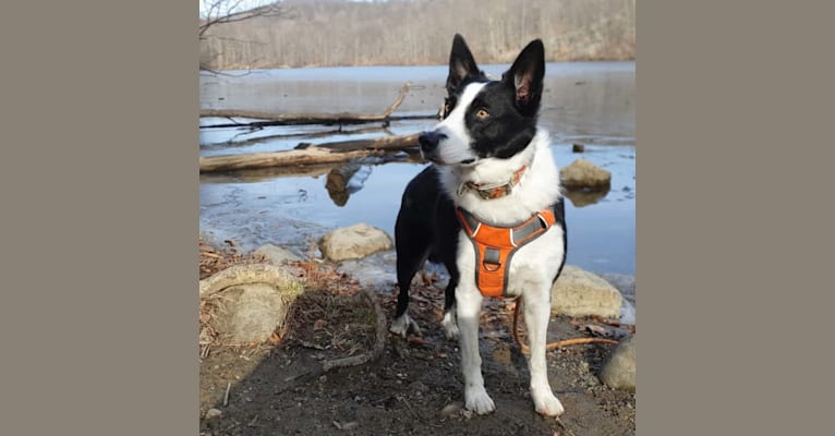 Raven Do II, a Border Collie and Australian Cattle Dog mix tested with EmbarkVet.com