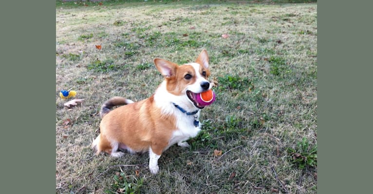 Wizard, a Pembroke Welsh Corgi and Border Collie mix tested with EmbarkVet.com