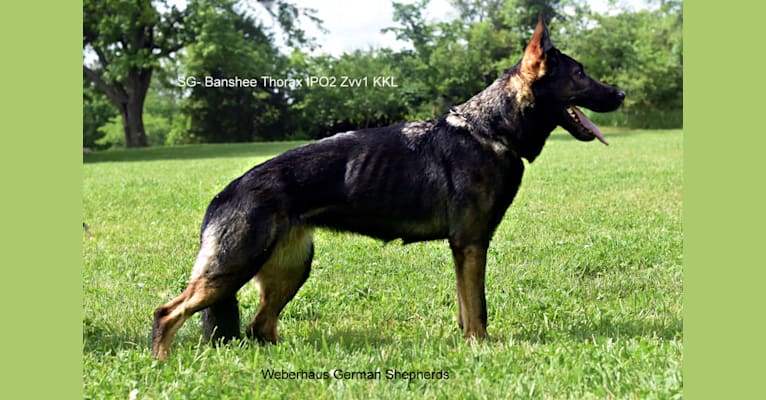 Thory, a German Shepherd Dog tested with EmbarkVet.com