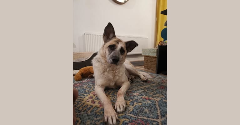 Zaza, a German Shepherd Dog and Posavac Hound mix tested with EmbarkVet.com