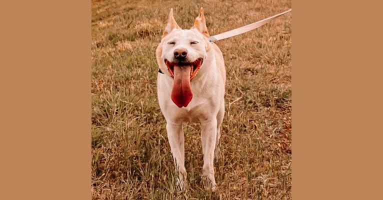 Bandit, a Staffordshire Terrier and Chow Chow mix tested with EmbarkVet.com
