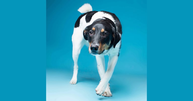 Toby, an Australian Cattle Dog and Labrador Retriever mix tested with EmbarkVet.com