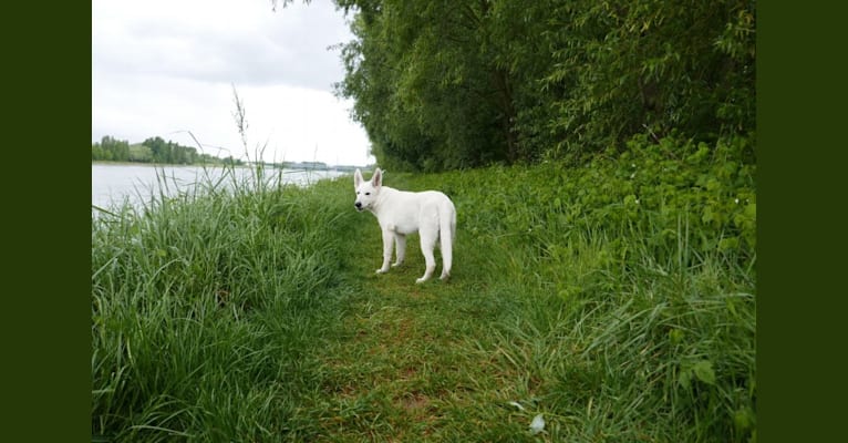 ALPINE VON WHITE NOBLESS, a White Shepherd tested with EmbarkVet.com