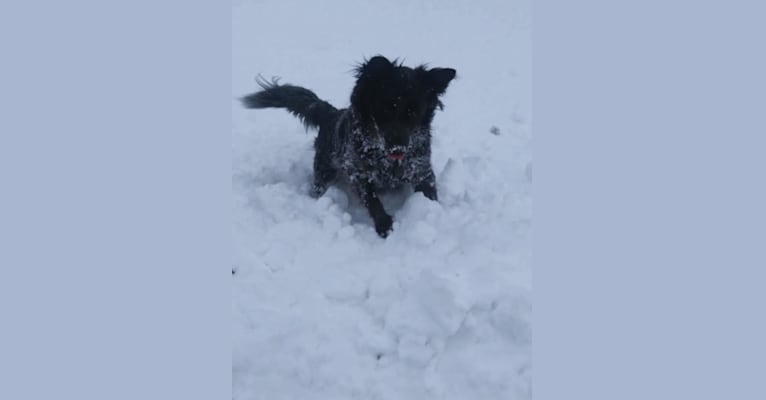 Odin 'stinky butt' Mussatti, an Australian Cattle Dog tested with EmbarkVet.com