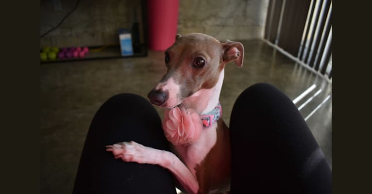 Photo of Penelope, an Italian Greyhound  in Atlanta, Georgia, USA