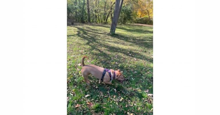 Tootsie, a Beagle and American Pit Bull Terrier mix tested with EmbarkVet.com