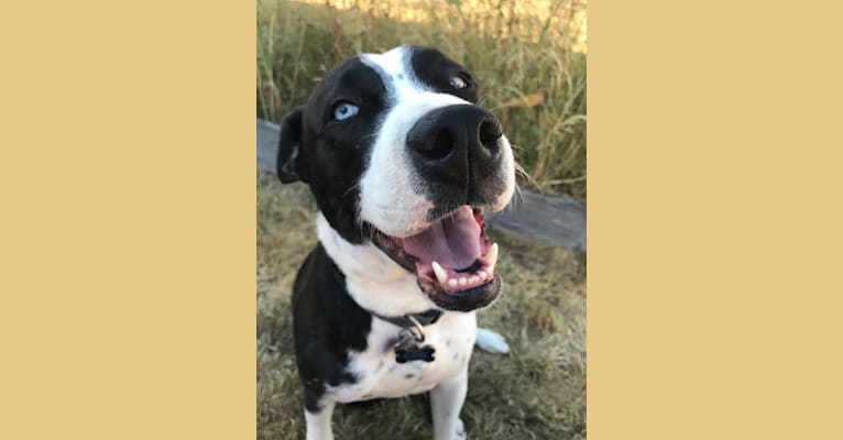 Nova, a Boxer and American Pit Bull Terrier mix tested with EmbarkVet.com