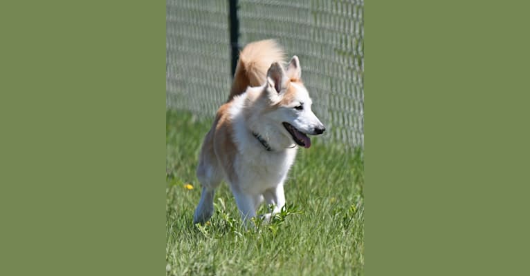 Jeni, an Icelandic Sheepdog tested with EmbarkVet.com