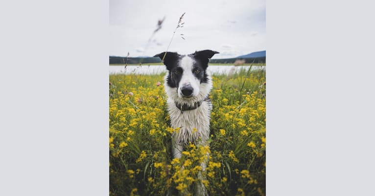 Jay, a Border Collie tested with EmbarkVet.com