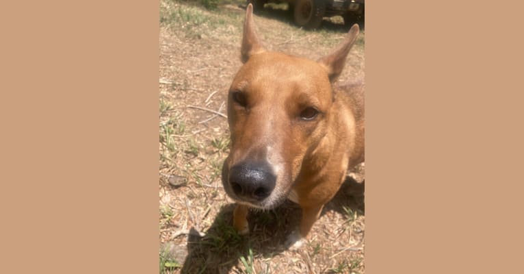 Photo of Mila, an Australian Cattle Dog and American Pit Bull Terrier mix in Taos, New Mexico, USA