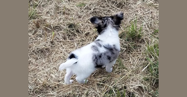 Thumbelina, a Chihuahua tested with EmbarkVet.com