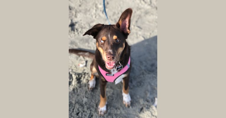 Skye, an Australian Cattle Dog and Siberian Husky mix tested with EmbarkVet.com