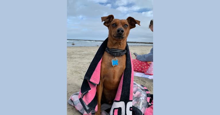 Photo of Finn Dobby Montgomery, a Miniature Pinscher  in New Mexico, USA