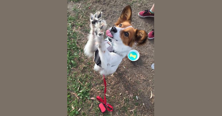 Sunshine, an Australian Cattle Dog and Chihuahua mix tested with EmbarkVet.com