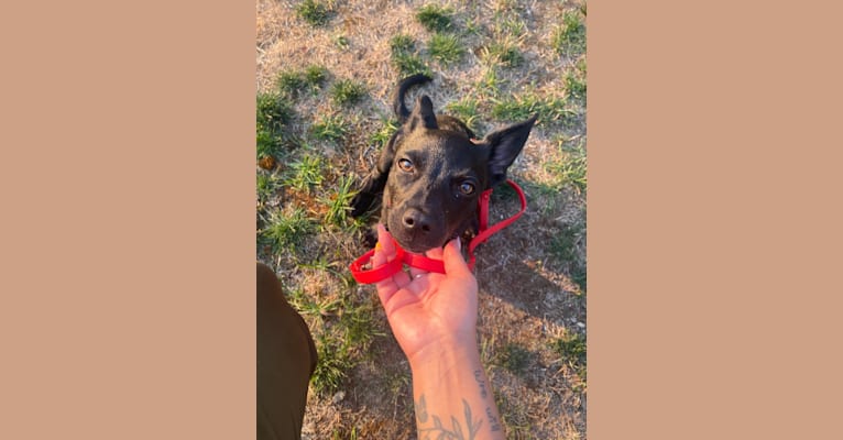 Doby, an Australian Cattle Dog and Miniature Pinscher mix tested with EmbarkVet.com
