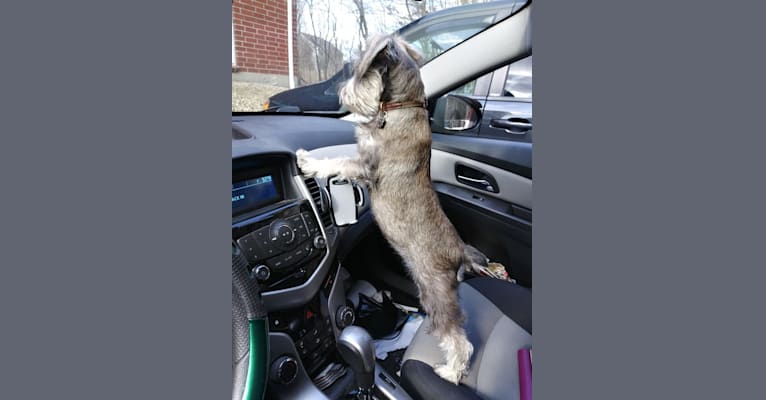 Scamp, a Miniature Schnauzer tested with EmbarkVet.com