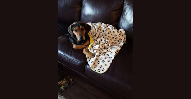 Hazel, a Black and Tan Coonhound and German Shepherd Dog mix tested with EmbarkVet.com