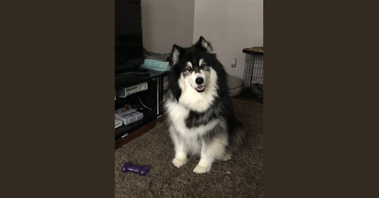 Nuvik, a Siberian Husky and Samoyed mix tested with EmbarkVet.com