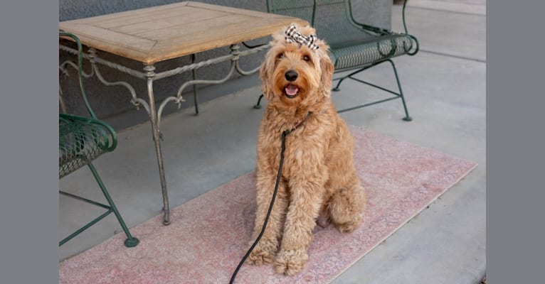 Spritz Bella, a Goldendoodle tested with EmbarkVet.com