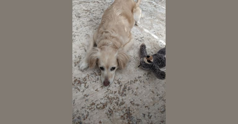 Photo of Tula, a Cocker Spaniel, Chihuahua, Poodle (Small), and German Shepherd Dog mix in Alamogordo, New Mexico, USA