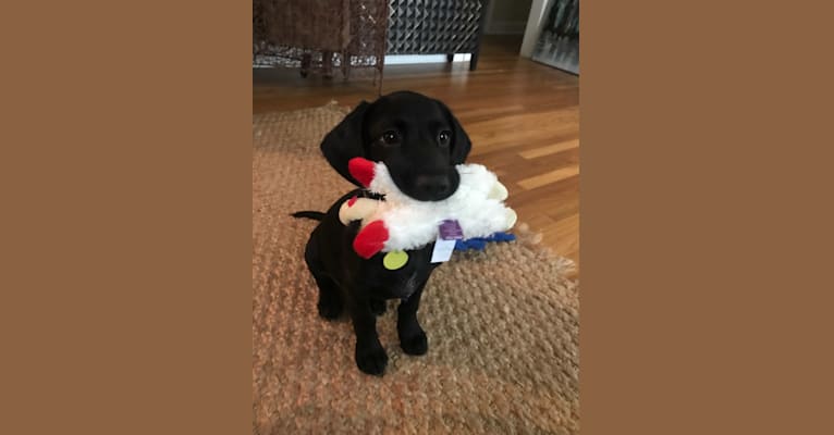 Hampton, an English Cocker Spaniel (Working Type) and Labrador Retriever mix tested with EmbarkVet.com