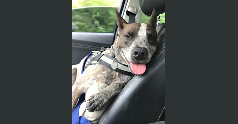 Bodhi, an Australian Cattle Dog and Boston Terrier mix tested with EmbarkVet.com
