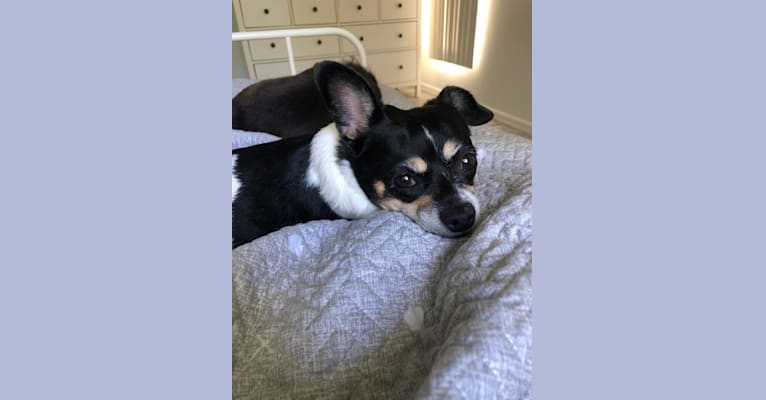 Lulu, a Chihuahua and Beagle mix tested with EmbarkVet.com