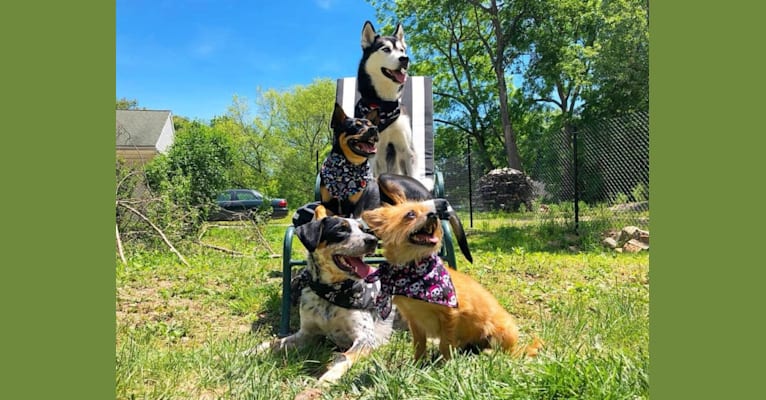 Photo of Bo, a Chow Chow, Shih Tzu, Boston Terrier, Australian Cattle Dog, and American Pit Bull Terrier mix in Newton, New Jersey, USA