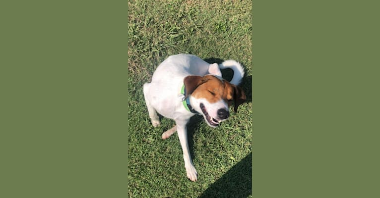 Spot, an Australian Cattle Dog and Border Collie mix tested with EmbarkVet.com